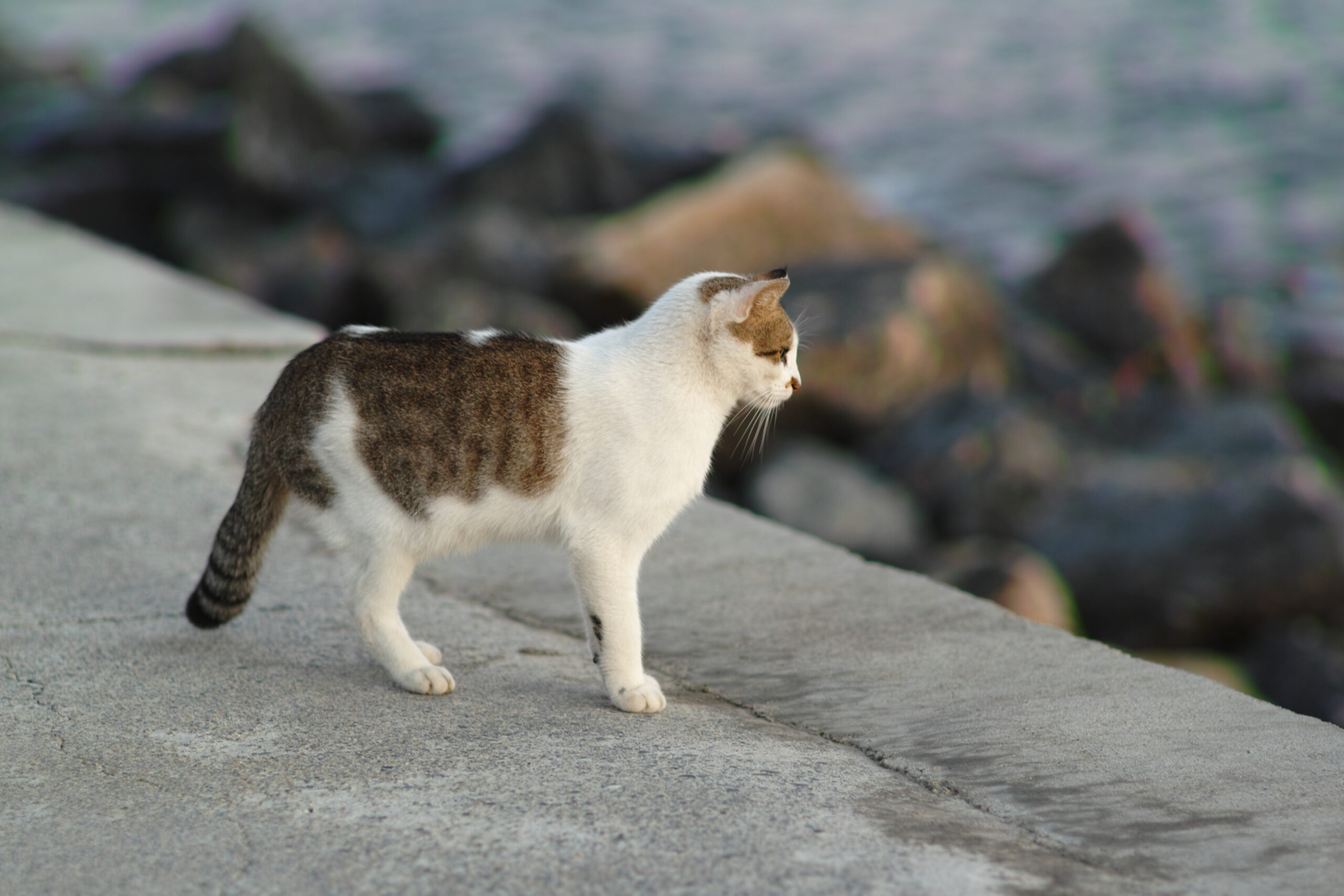 Istanbul city of cats