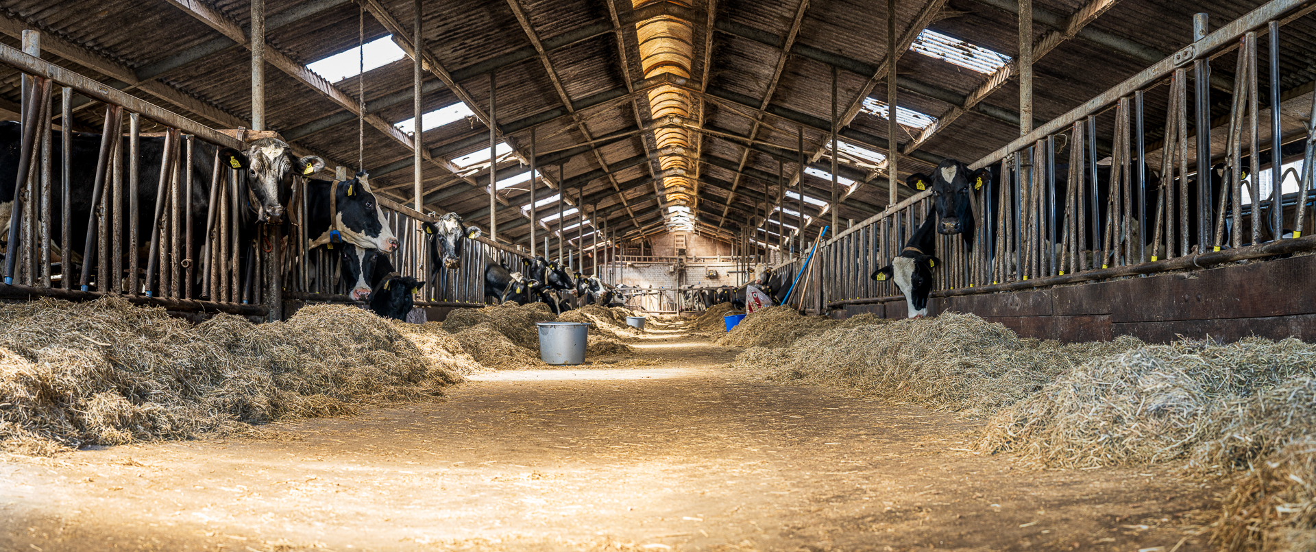 Cows in the Netherlands